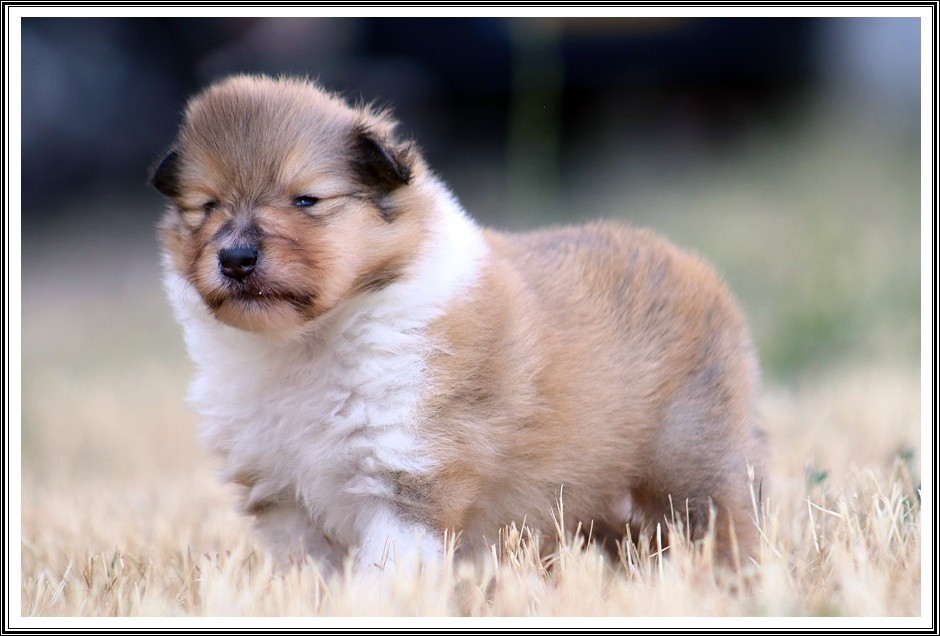 du bois des amazones - Chiots disponibles - Colley à poil long