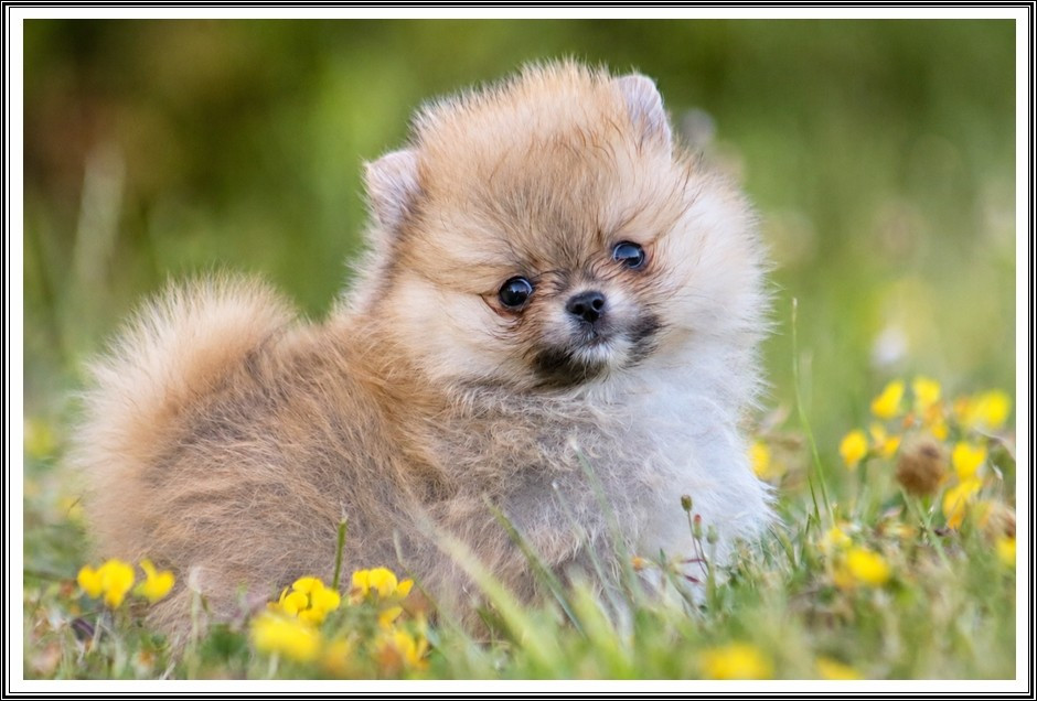 du bois des amazones - Chiots disponibles - Spitz allemand