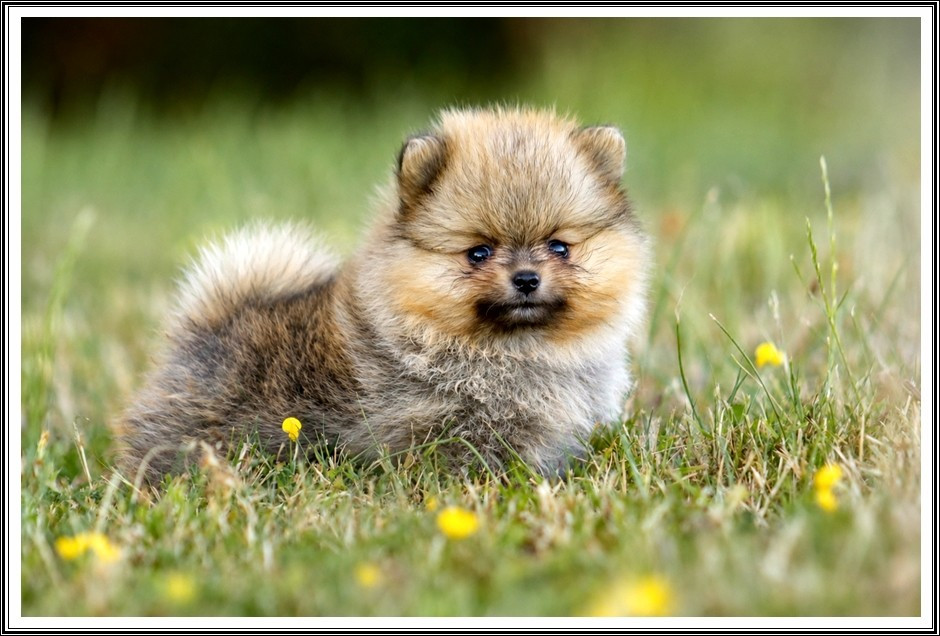 du bois des amazones - Chiots disponibles - Spitz allemand