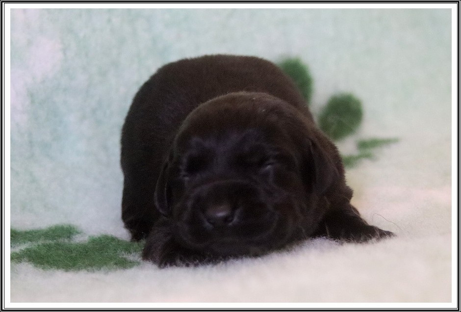 du bois des amazones - Chiots disponibles - Labrador Retriever