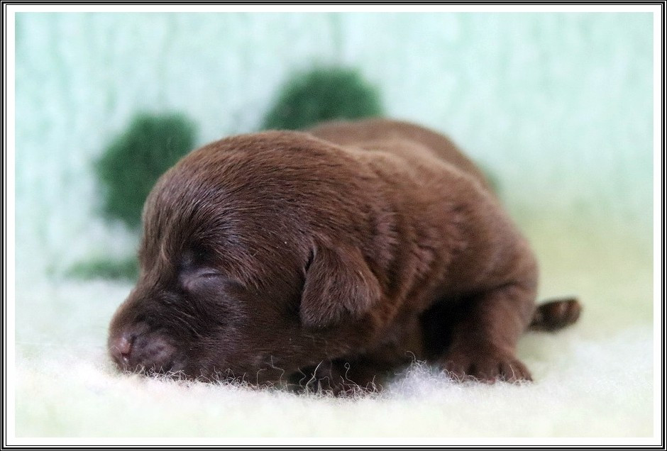 du bois des amazones - Chiots disponibles - Labrador Retriever