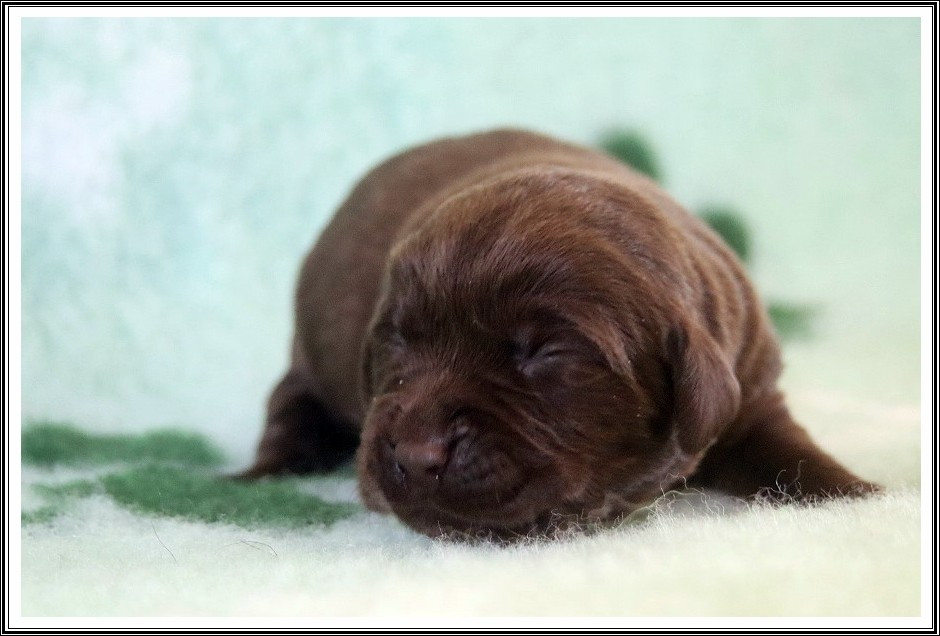 du bois des amazones - Chiots disponibles - Labrador Retriever
