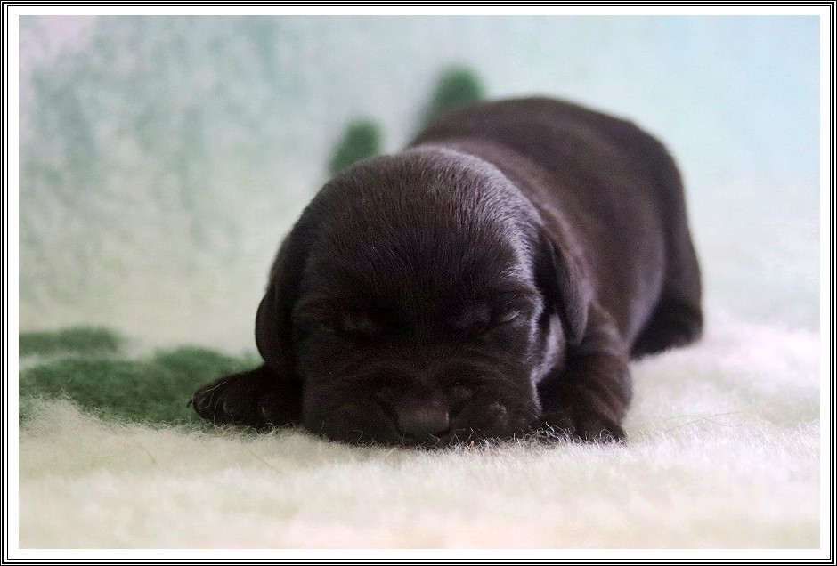 du bois des amazones - Chiots disponibles - Labrador Retriever