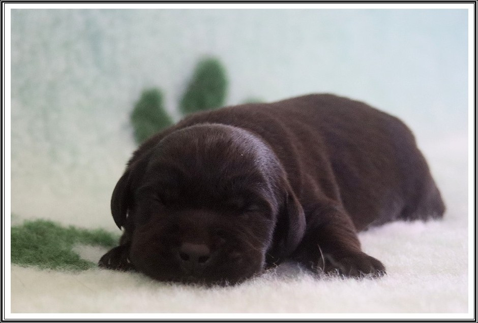 du bois des amazones - Chiots disponibles - Labrador Retriever
