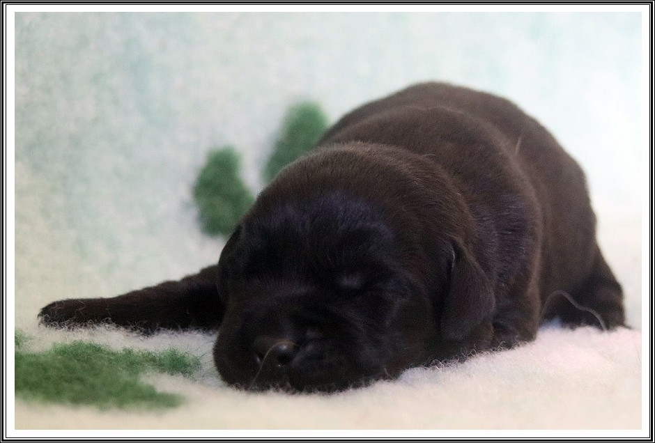 du bois des amazones - Chiots disponibles - Labrador Retriever