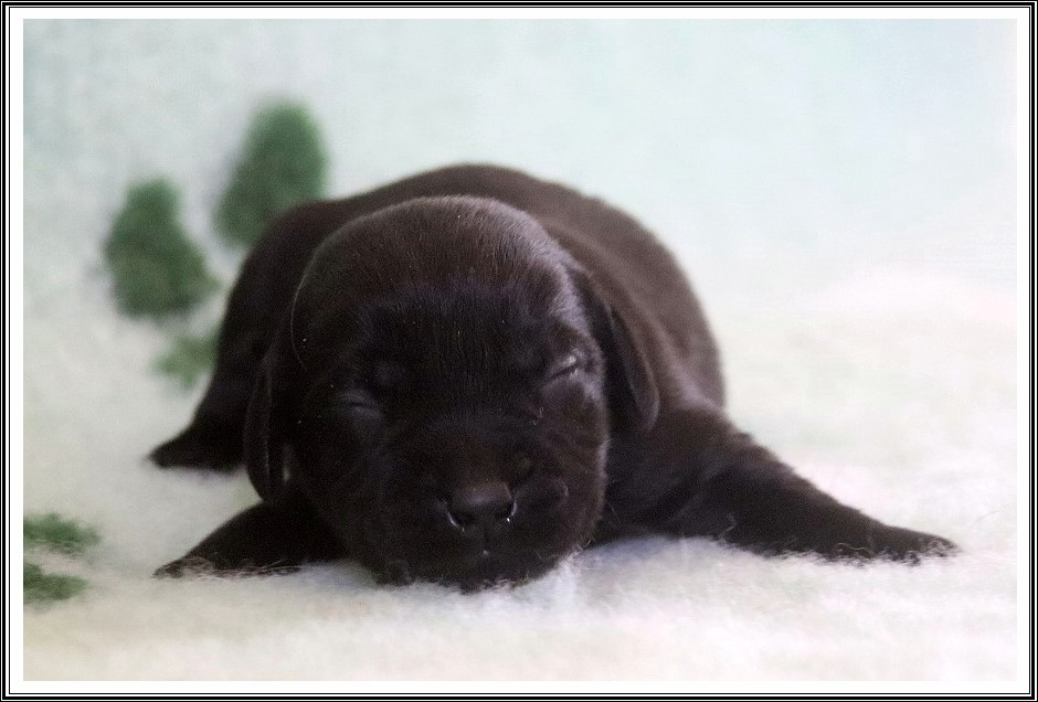 du bois des amazones - Chiots disponibles - Labrador Retriever
