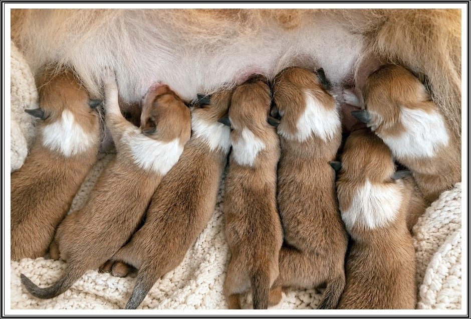 du bois des amazones - Chiots disponibles - Colley à poil long