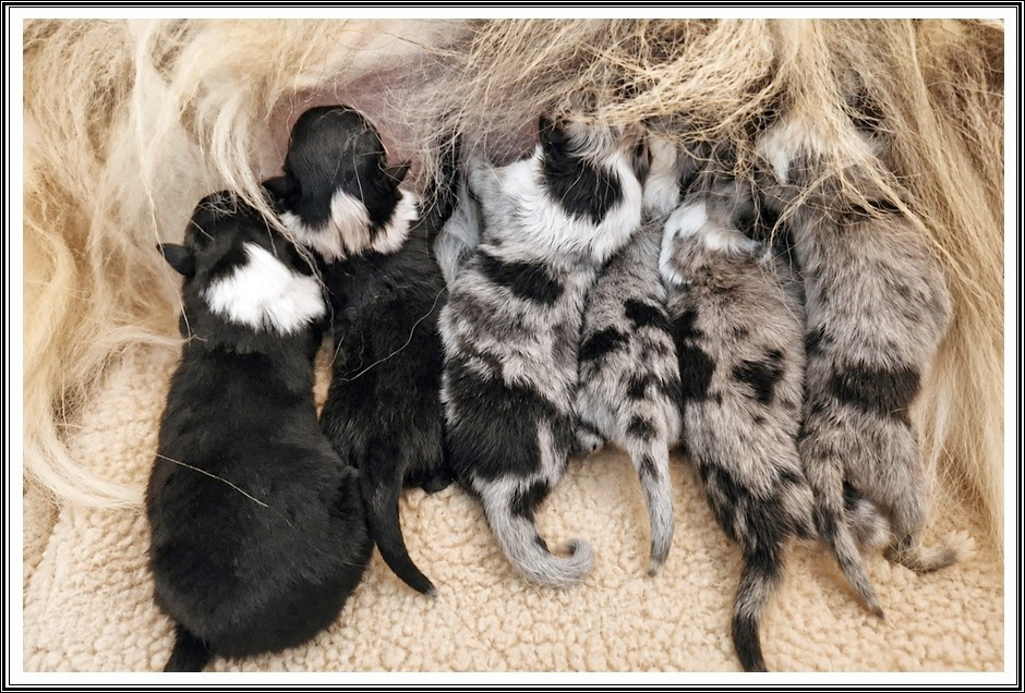 du bois des amazones - Chiots disponibles - Colley à poil long