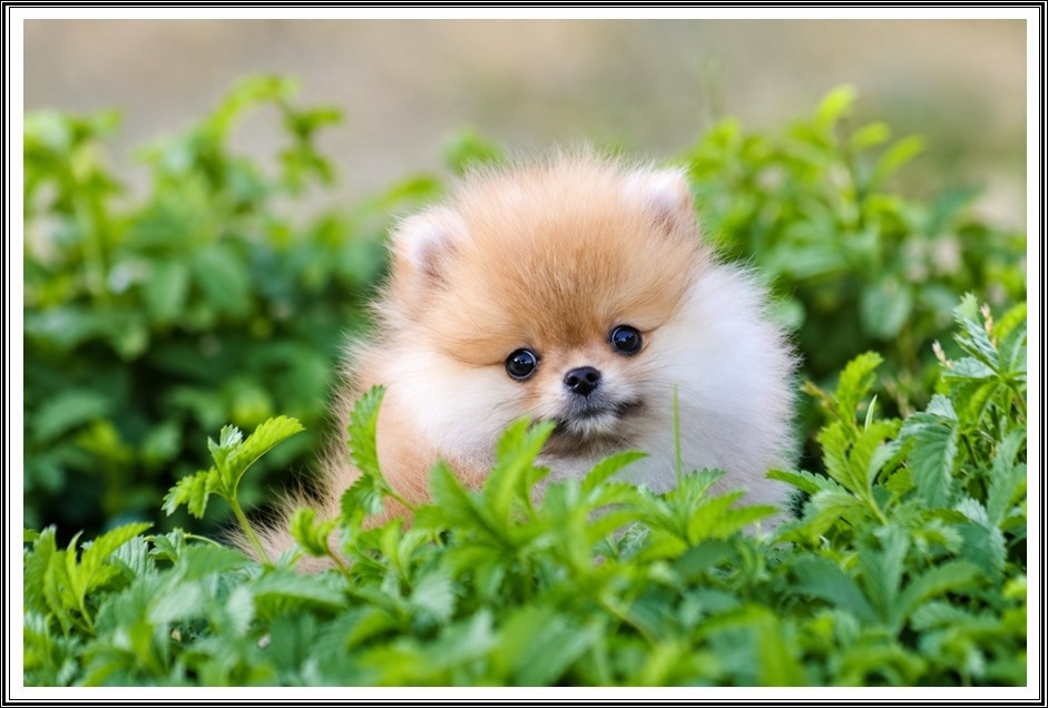 du bois des amazones - Chiots disponibles - Spitz allemand