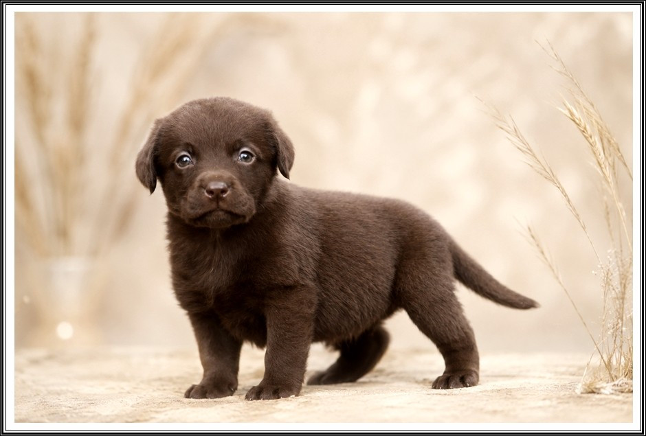 du bois des amazones - Chiots disponibles - Labrador Retriever