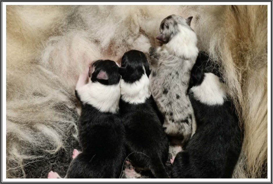 du bois des amazones - Chiots disponibles - Colley à poil long