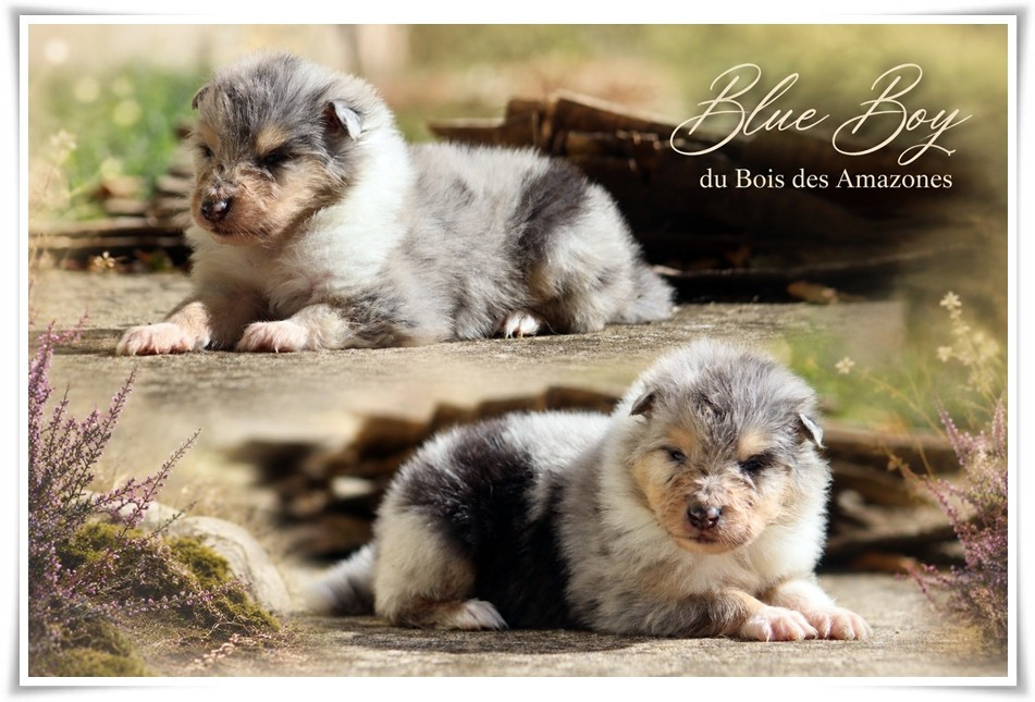 du bois des amazones - Chiots disponibles - Colley à poil long