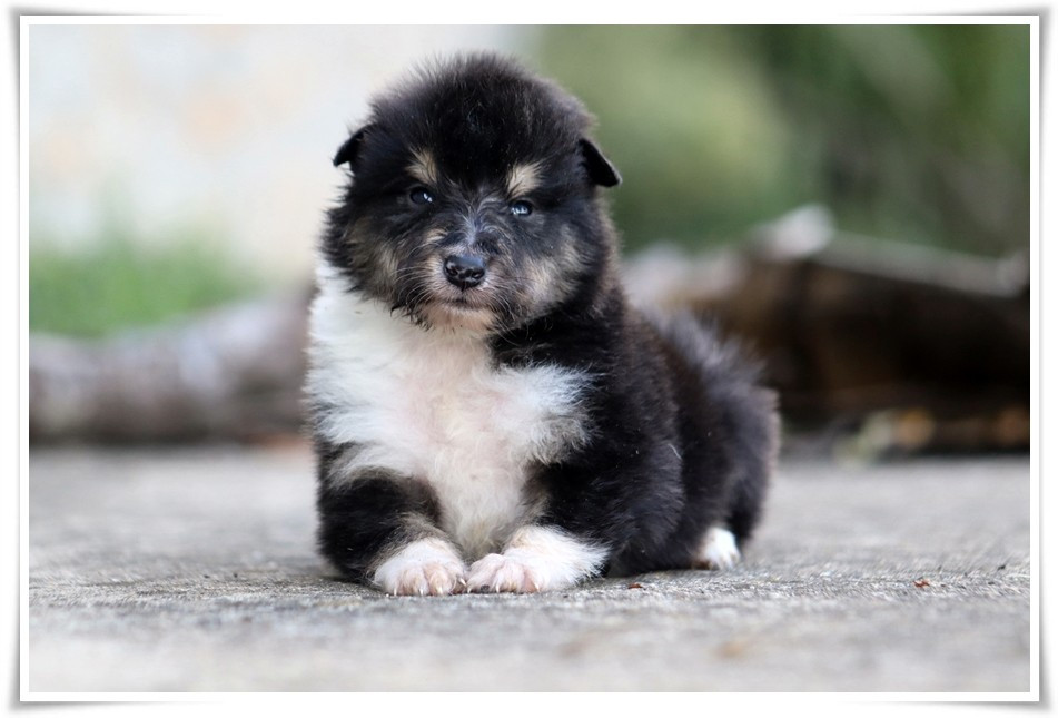 du bois des amazones - Chiots disponibles - Colley à poil long