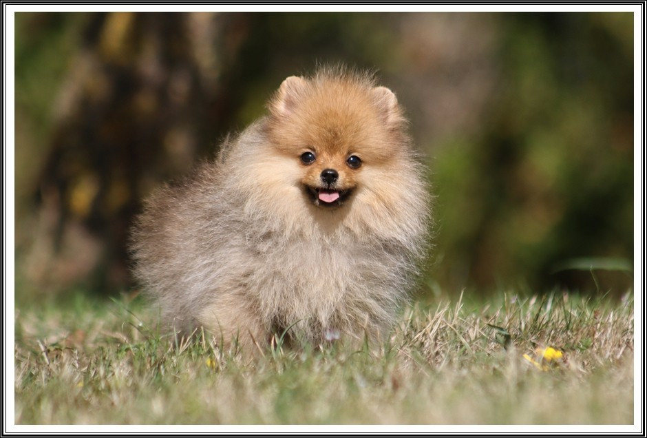 du bois des amazones - Chiots disponibles - Spitz allemand
