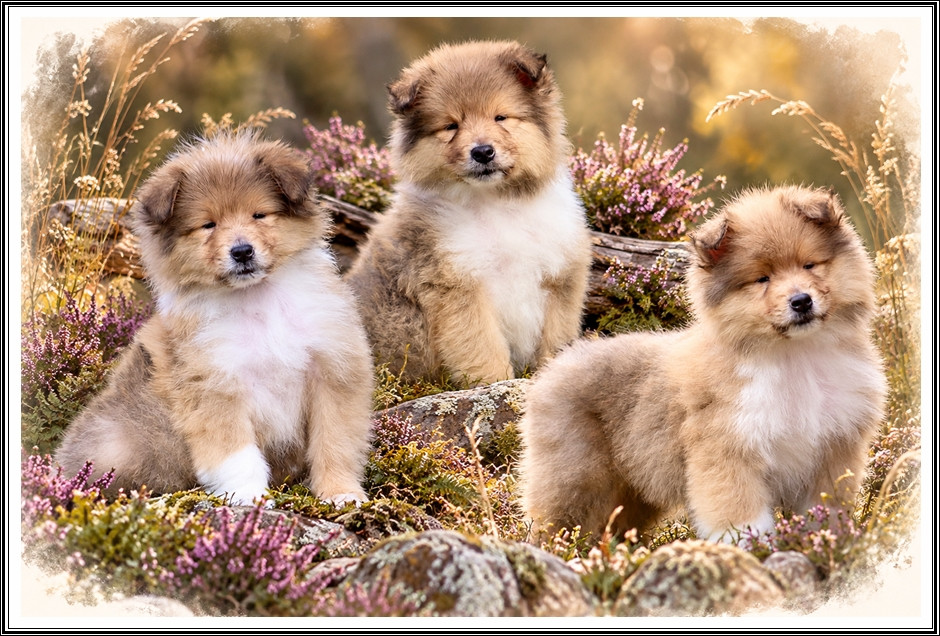 du bois des amazones - Chiots disponibles - Colley à poil long