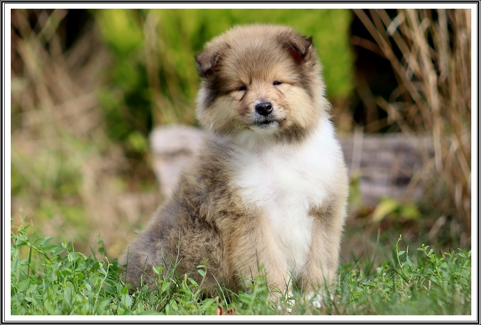 du bois des amazones - Chiots disponibles - Colley à poil long