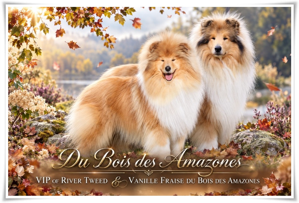Chiot Colley à poil long du bois des amazones