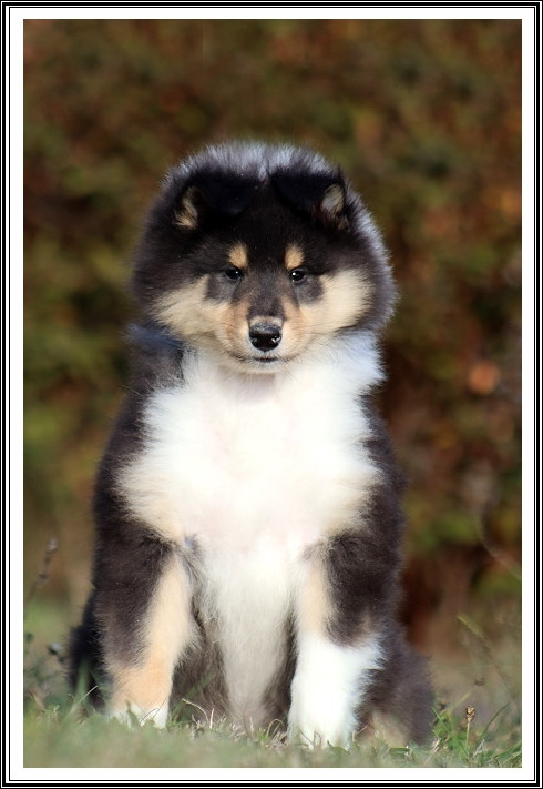 du bois des amazones - Chiots disponibles - Colley à poil long