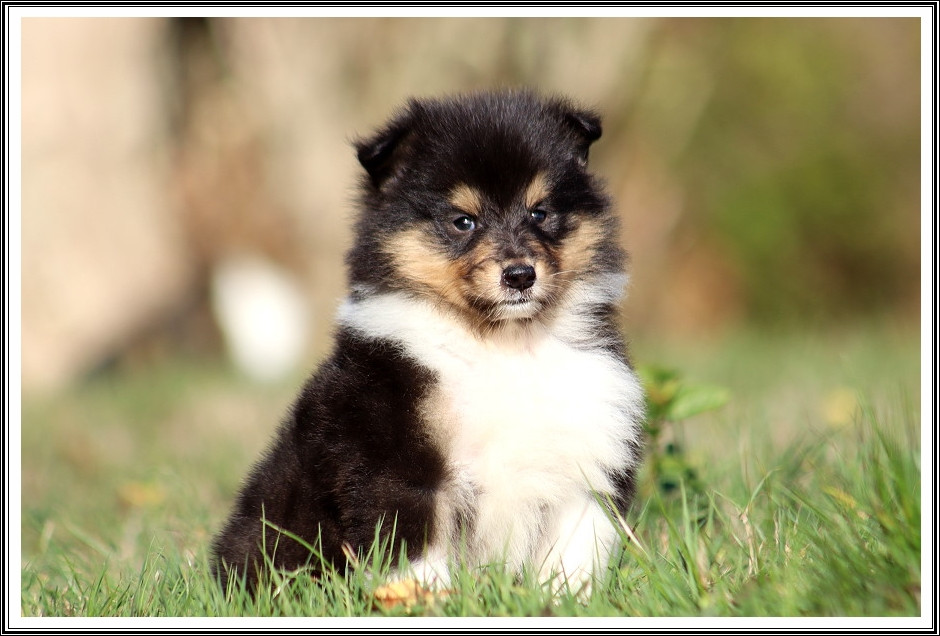 du bois des amazones - Chiots disponibles - Colley à poil long