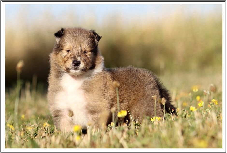 du bois des amazones - Chiots disponibles - Colley à poil long