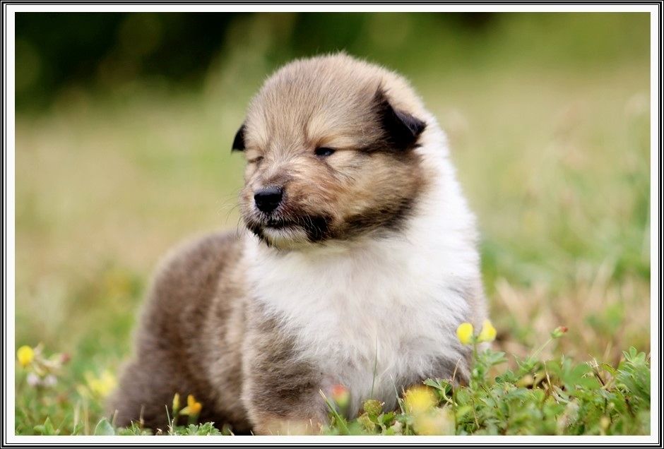 du bois des amazones - Chiots disponibles - Colley à poil long