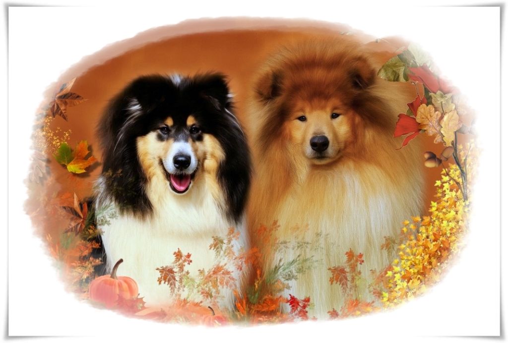 Chiot Colley à poil long du bois des amazones