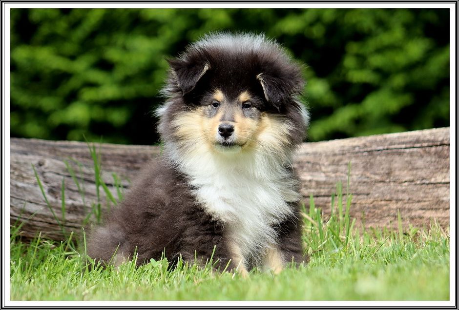 du bois des amazones - Chiots disponibles - Colley à poil long