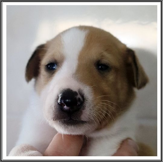 du bois des amazones - Chiots disponibles - Colley à poil court