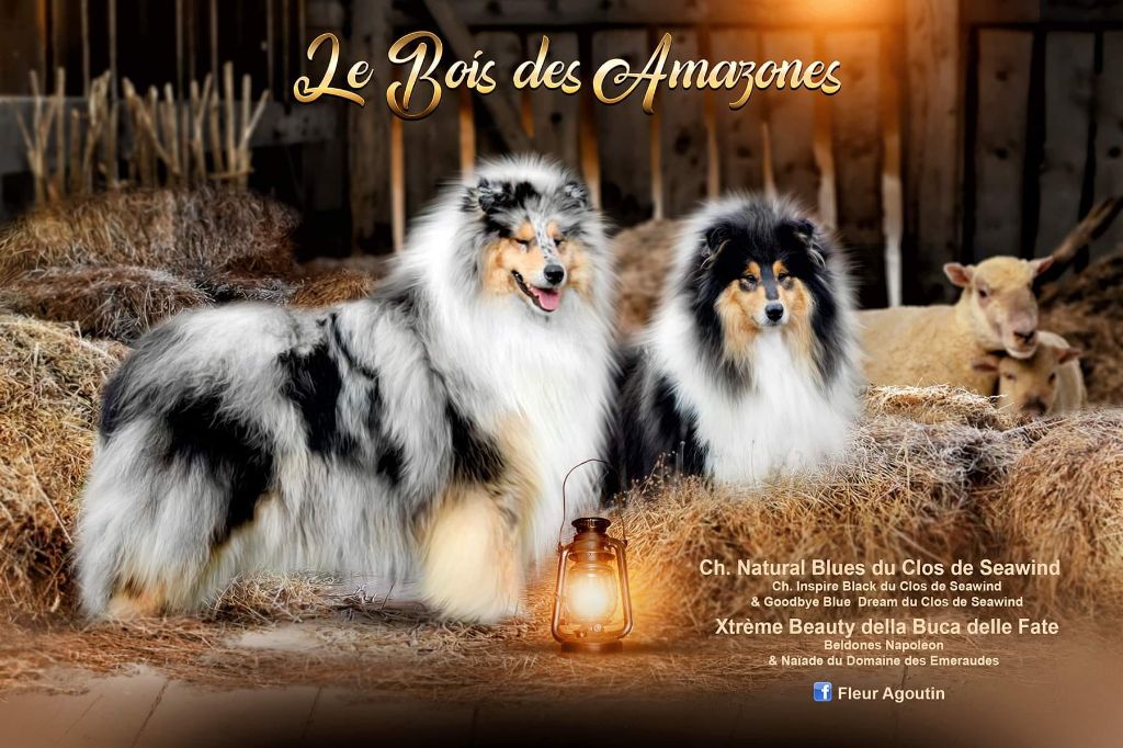 Chiot Colley à poil long du bois des amazones