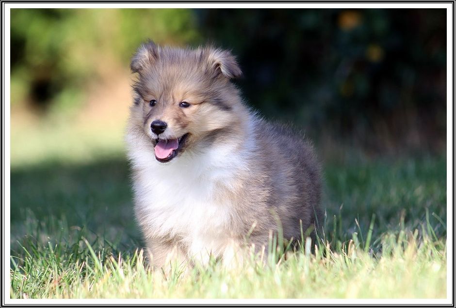 du bois des amazones - Chiots disponibles - Colley à poil long