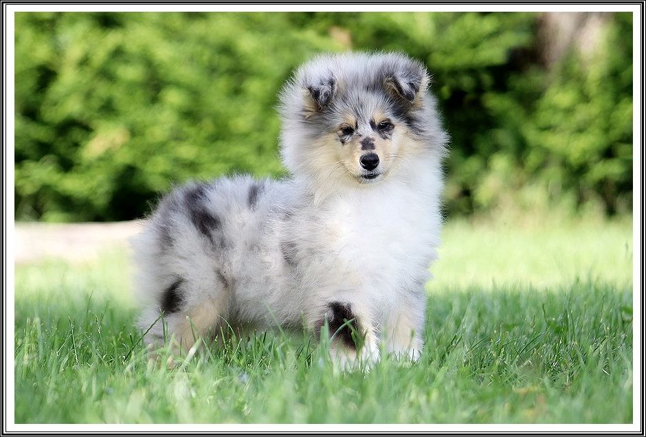 du bois des amazones - Chiots disponibles - Colley à poil long