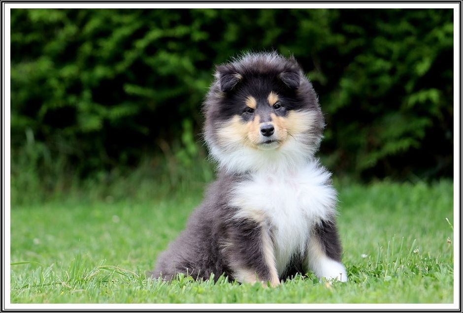 du bois des amazones - Chiots disponibles - Colley à poil long