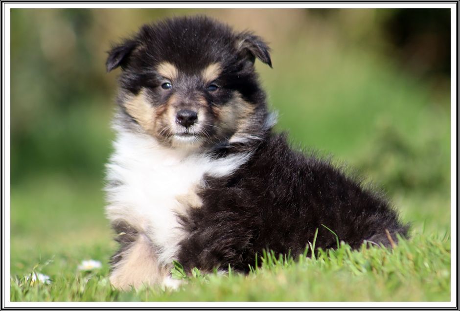 du bois des amazones - Chiots disponibles - Colley à poil long