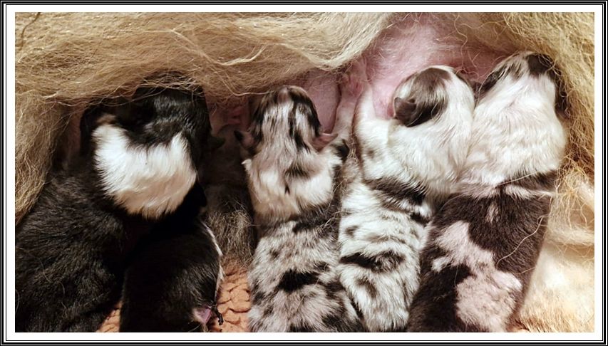 du bois des amazones - Chiots disponibles - Colley à poil long