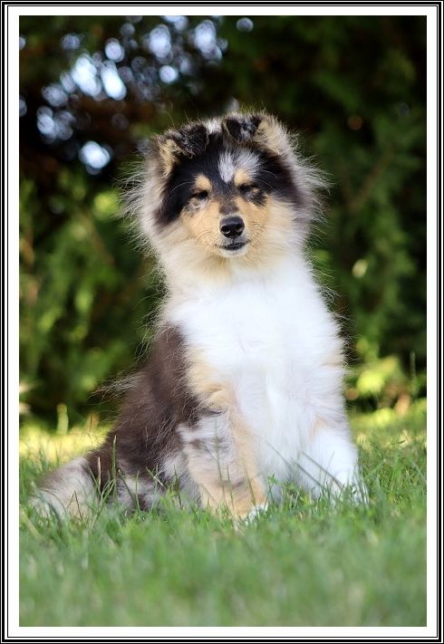 du bois des amazones - Chiots disponibles - Colley à poil long