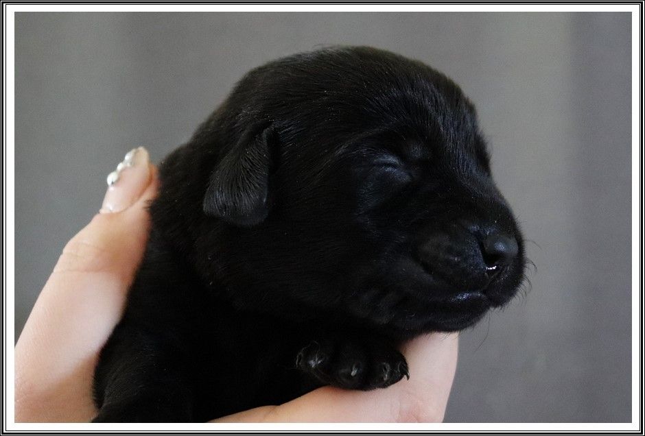 du bois des amazones - Chiots disponibles - Labrador Retriever