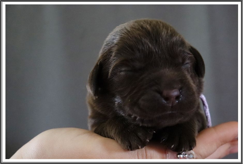 du bois des amazones - Chiots disponibles - Labrador Retriever