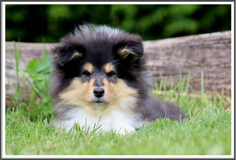 du bois des amazones - Chiots disponibles - Colley à poil long