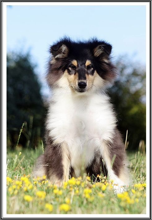 du bois des amazones - Chiots disponibles - Colley à poil long