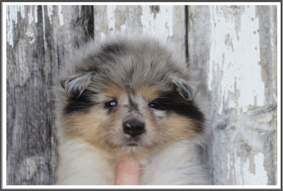 du bois des amazones - Chiots disponibles - Colley à poil long