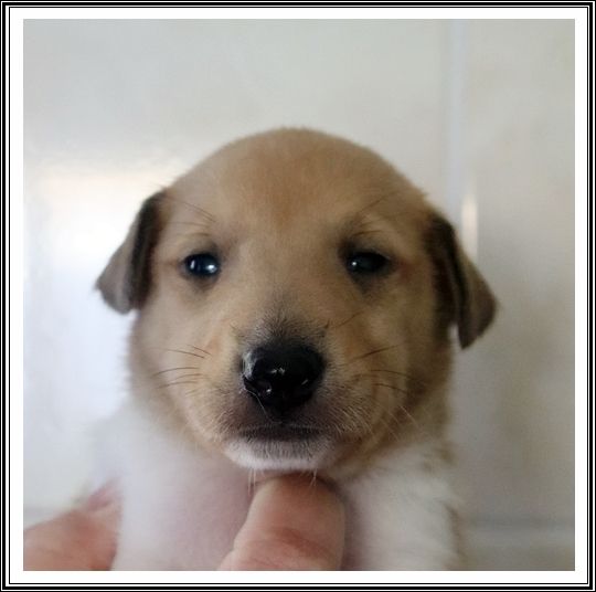 du bois des amazones - Chiots disponibles - Colley à poil court