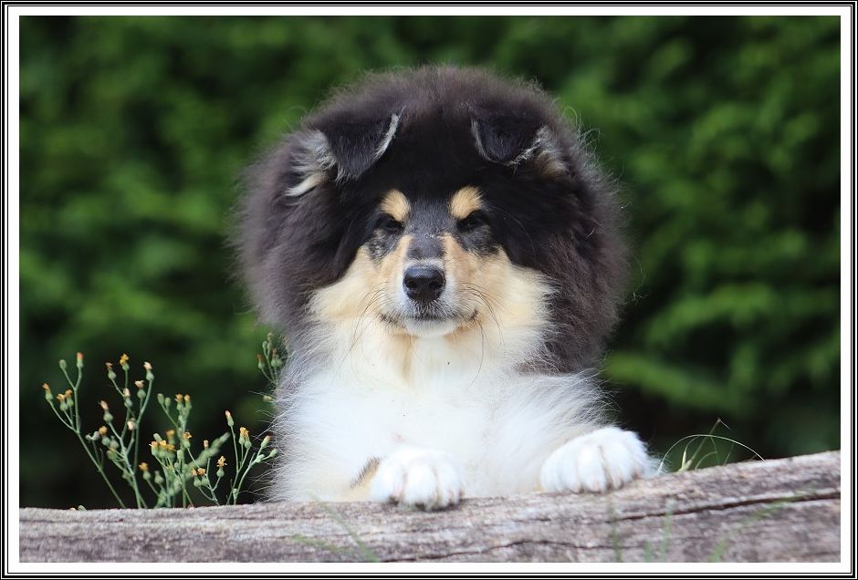 du bois des amazones - Chiots disponibles - Colley à poil long