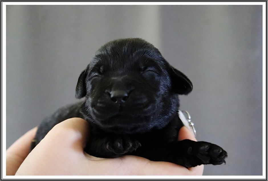 du bois des amazones - Chiots disponibles - Labrador Retriever