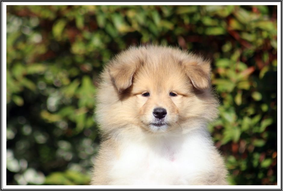 du bois des amazones - Chiots disponibles - Colley à poil long