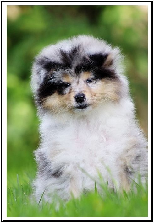 du bois des amazones - Chiots disponibles - Colley à poil long
