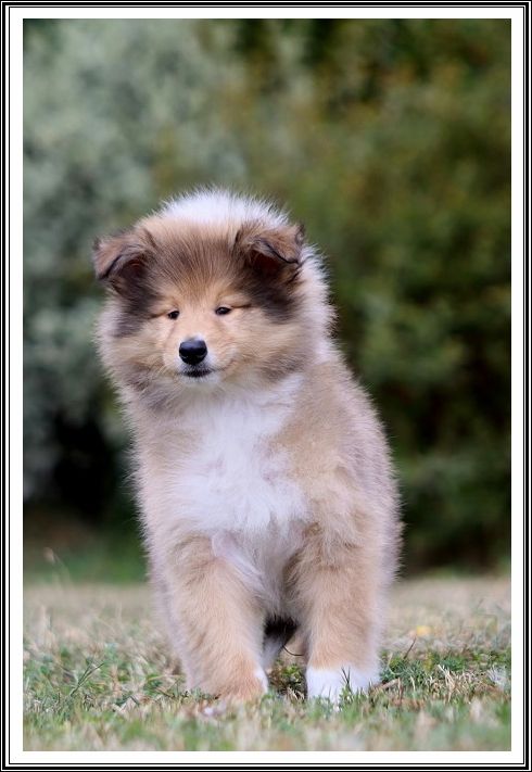 du bois des amazones - Chiots disponibles - Colley à poil long
