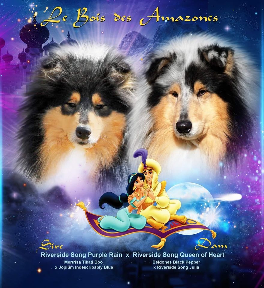 Chiot Colley à poil long du bois des amazones