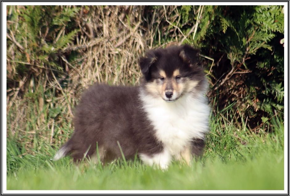 du bois des amazones - Chiots disponibles - Colley à poil long