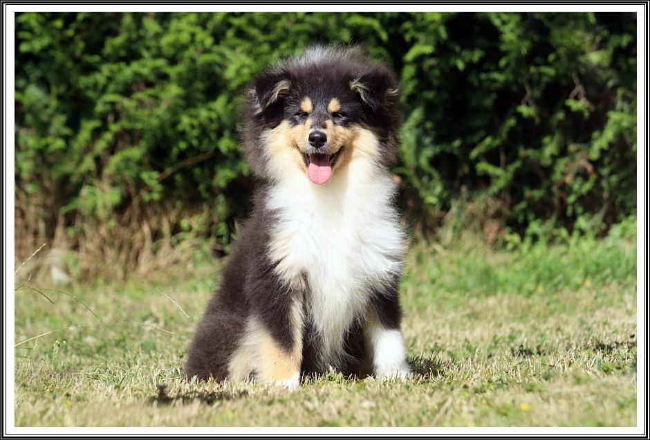 du bois des amazones - Chiots disponibles - Colley à poil long