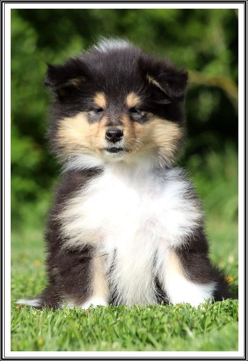 du bois des amazones - Chiots disponibles - Colley à poil long